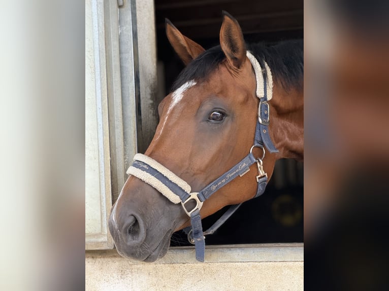 Swiss Warmblood Mare 9 years 16,2 hh Brown in Biel-Benken