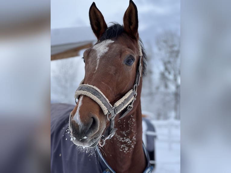 Swiss Warmblood Mare 9 years 16,2 hh Brown in Biel-Benken