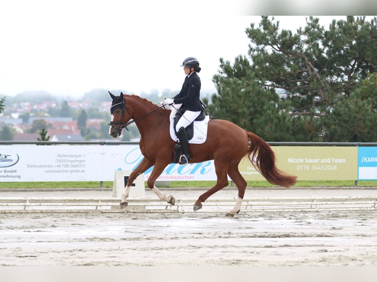 Swiss Warmblood Mare 9 years 17,1 hh Chestnut-Red in Aidlingen