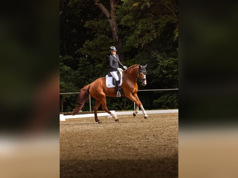 Swiss Warmblood Mare 9 years 17,1 hh Chestnut-Red in Aidlingen