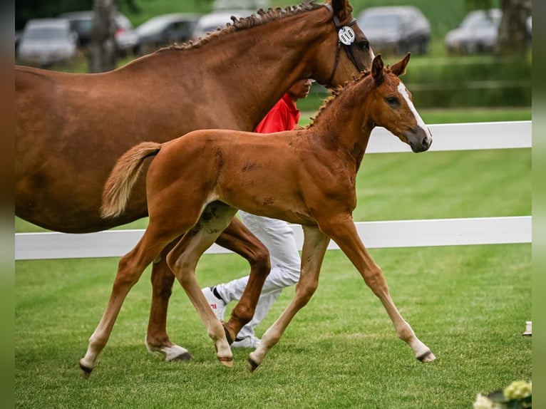 Swiss Warmblood Mare Foal (05/2024) Chestnut-Red in Mettmenstetten