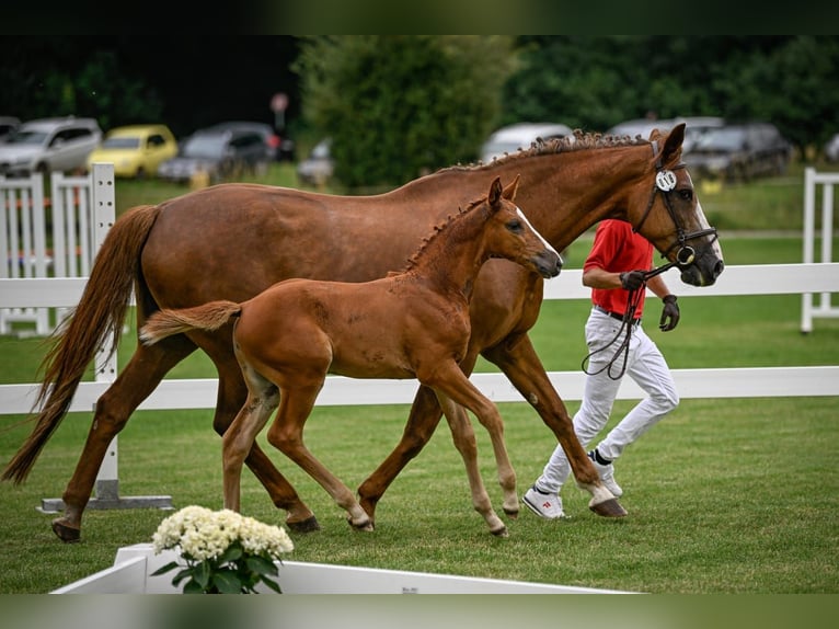 Swiss Warmblood Mare Foal (05/2024) Chestnut-Red in Mettmenstetten