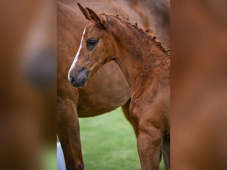 Swiss Warmblood Mare Foal (05/2024) Chestnut-Red in Mettmenstetten