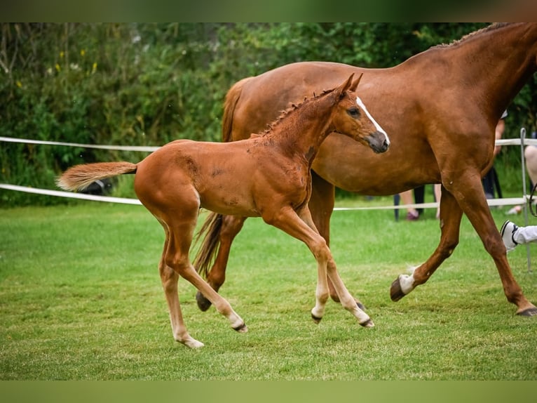 Swiss Warmblood Mare Foal (05/2024) Chestnut-Red in Mettmenstetten