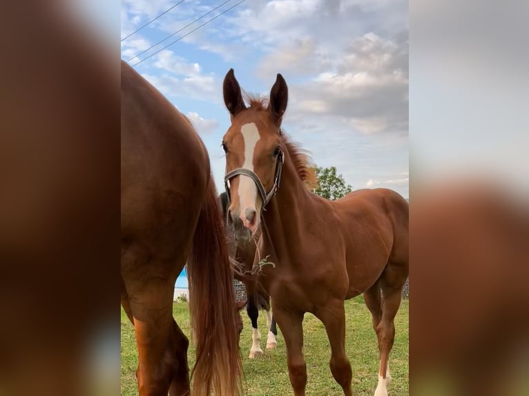 Swiss Warmblood Stallion 1 year 16,2 hh Chestnut-Red in Muriaux