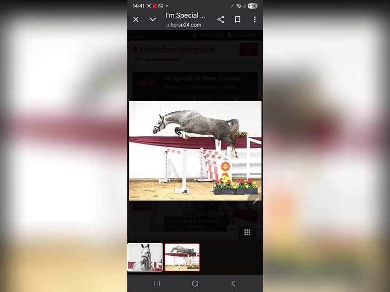 Swiss Warmblood Stallion 3 years 16.1 hh Grey-Dapple in Jengen