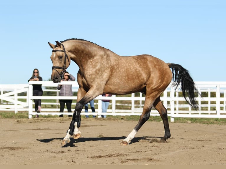 Swiss Warmblood Stallion 6 years 16,1 hh Buckskin in Mont-Saint-Hilaire
