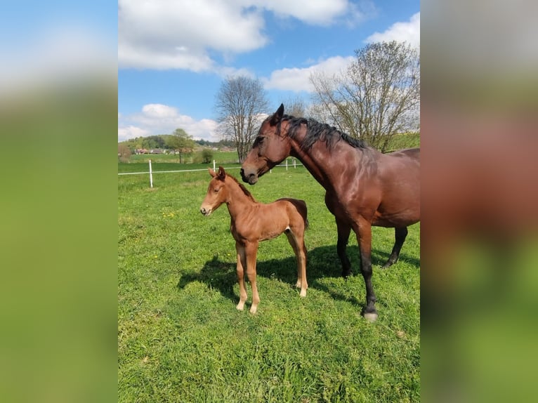 Swiss Warmblood Stallion Foal (04/2025) 16,1 hh in St.Ursen