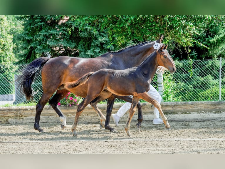 Swiss Warmblood Stallion Foal (04/2024) Bay-Dark in Gränichen