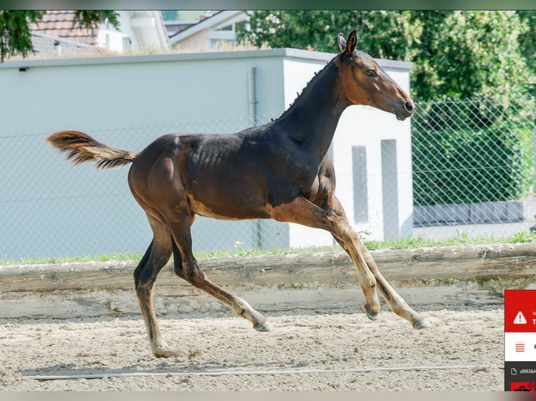 Swiss Warmblood Stallion Foal (04/2024) Bay-Dark in Gränichen