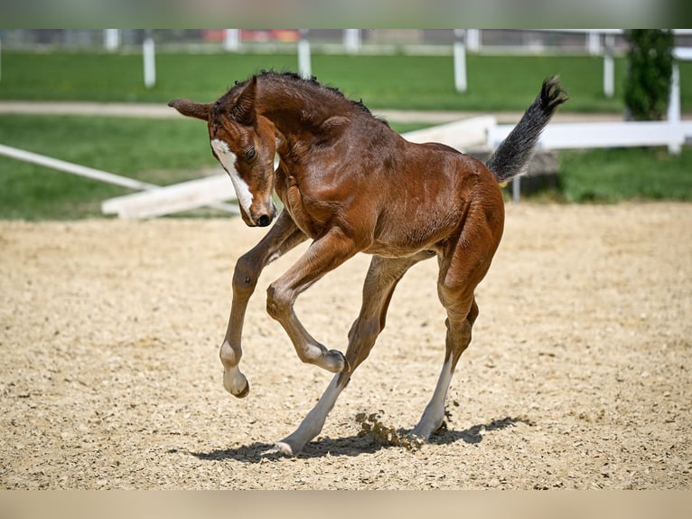 Swiss Warmblood Stallion  Brown in Windlach