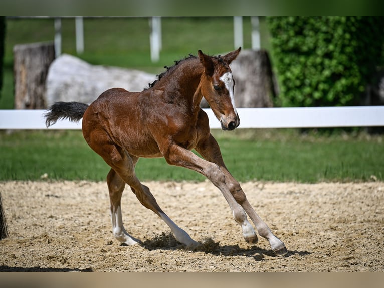 Swiss Warmblood Stallion  Brown in Windlach