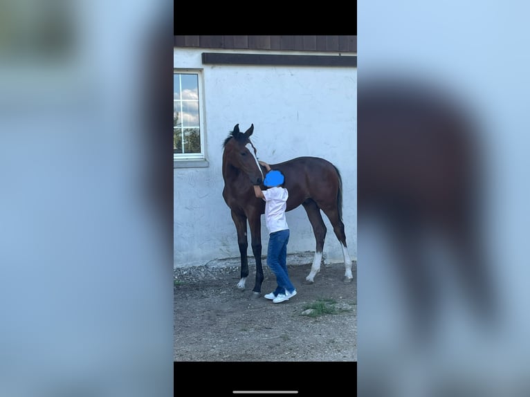Swiss Warmblood Stallion Foal (04/2025) Brown in Windlach
