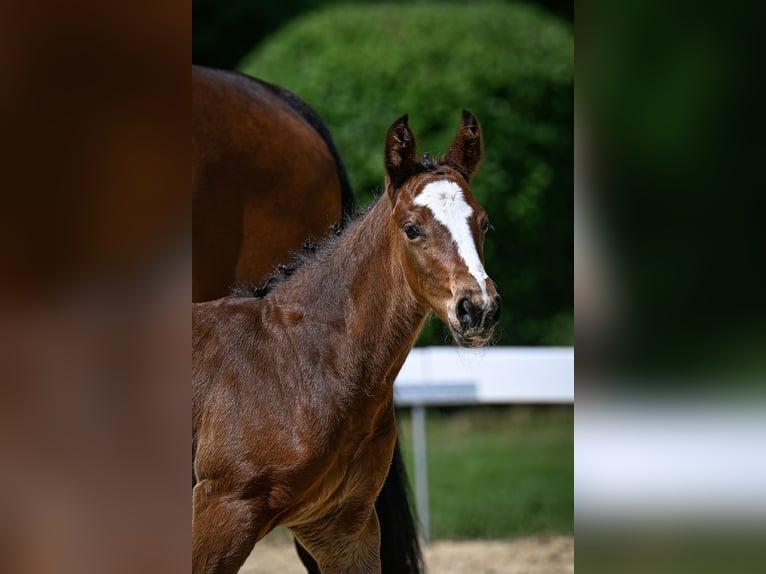 Swiss Warmblood Stallion  Brown in Windlach