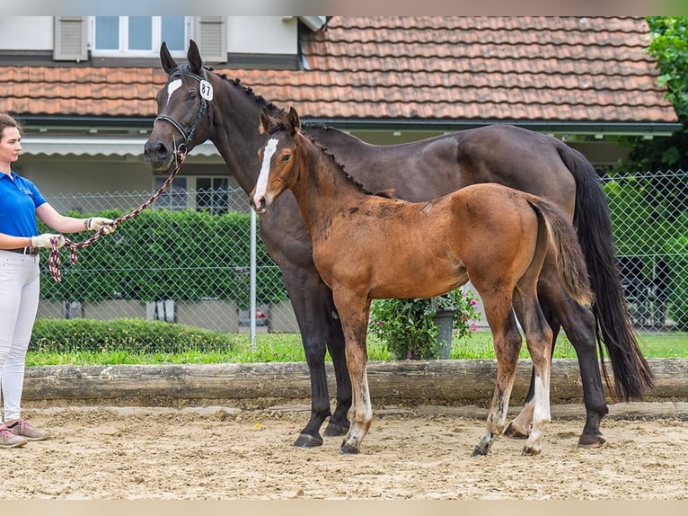 Swiss Warmblood Stallion Foal (04/2025) Brown in K&#xFC;nten
