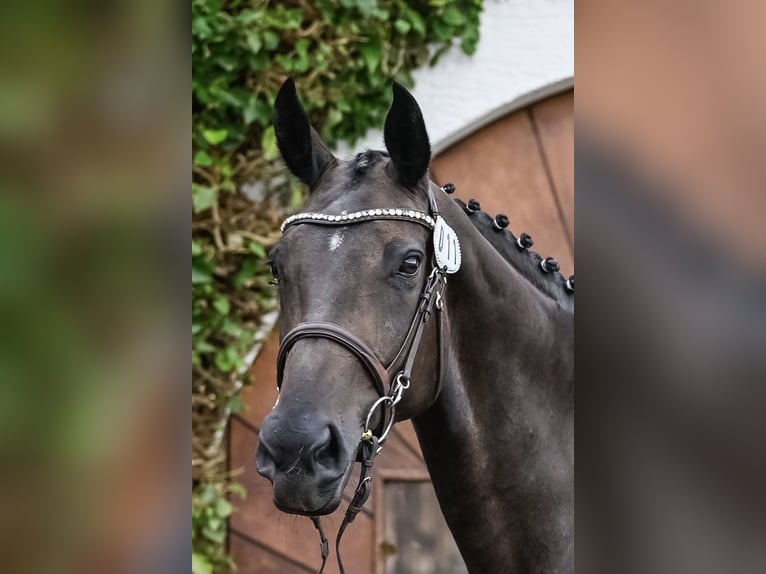 Swiss Warmblood Stallion Foal (05/2024) Can be white in Auswil