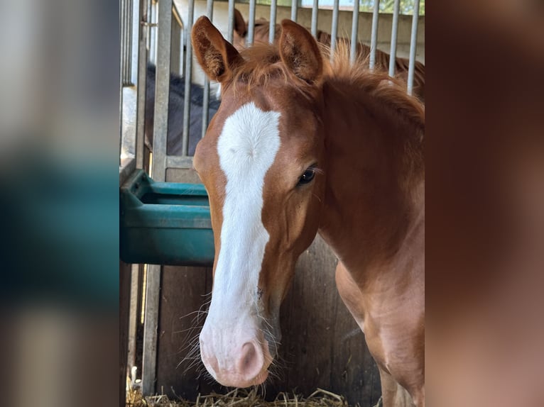 Swiss Warmblood Stallion Foal (04/2024) Chestnut-Red in Auswil