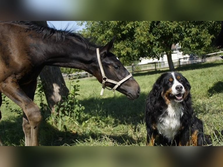 Swiss Warmblood Stallion Foal (05/2025) Smoky-Black in Hindelbank