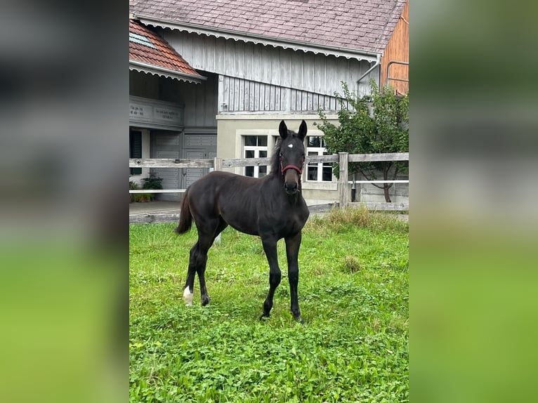 Swiss Warmblood Stallion Foal (05/2025) Smoky-Black in Hindelbank