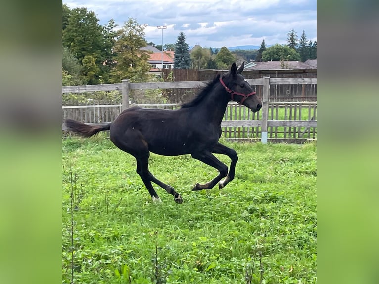Swiss Warmblood Stallion Foal (05/2025) Smoky-Black in Hindelbank