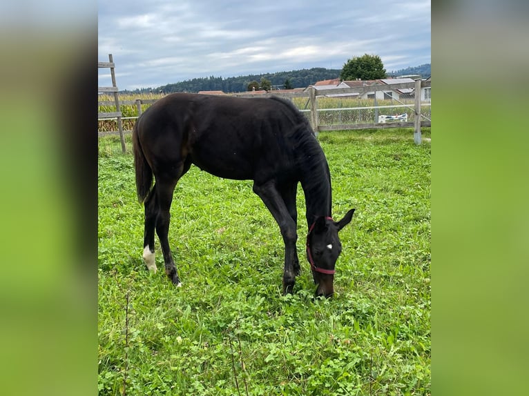 Swiss Warmblood Stallion Foal (05/2025) Smoky-Black in Hindelbank