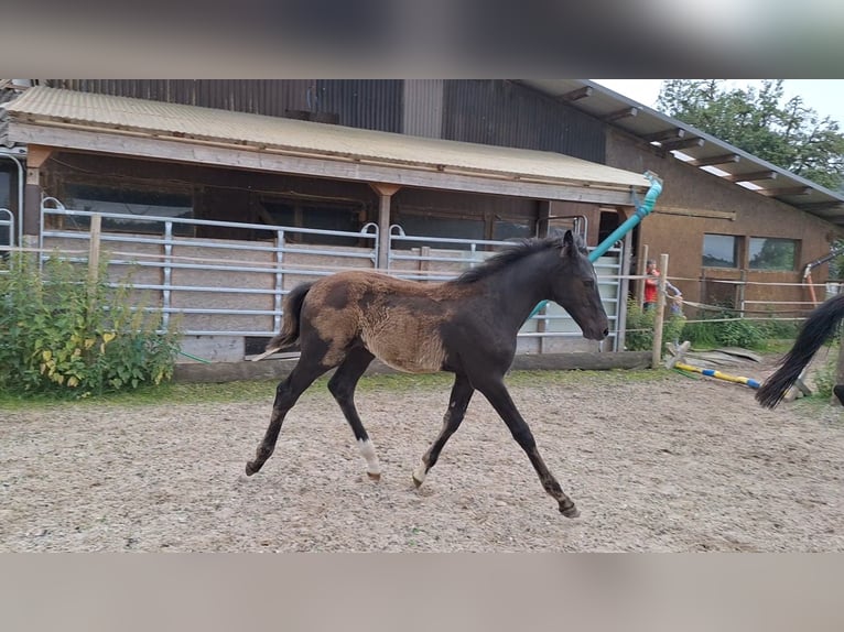 Swiss Warmblood Stallion Foal (02/2026) Smoky-Black in Altishofen