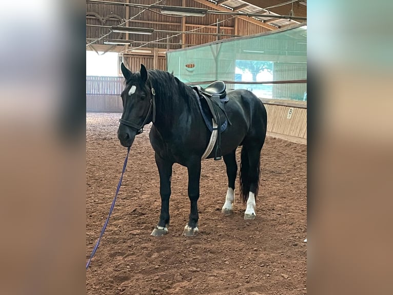 Sydtyska kallblod Hingst 3 år 165 cm Svart in Bad Rappenau