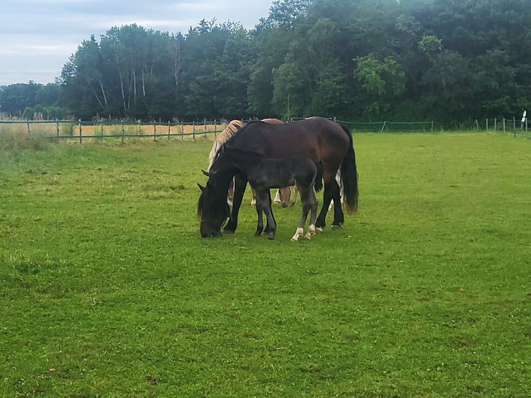 Sydtyska kallblod Hingst Föl (05/2024) 168 cm Svart in Ampfing