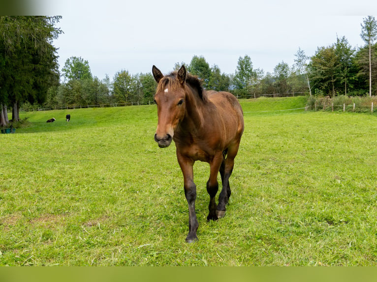 Sydtyska kallblod Hingst Föl (05/2024) Mörkbrun in Fischen