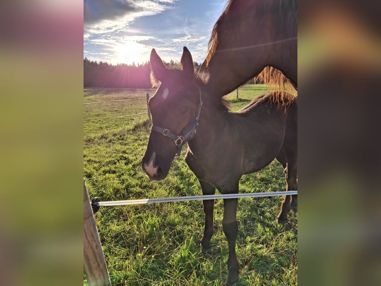 Sydtyska kallblod Hingst Föl (04/2024) Svart in Warngau