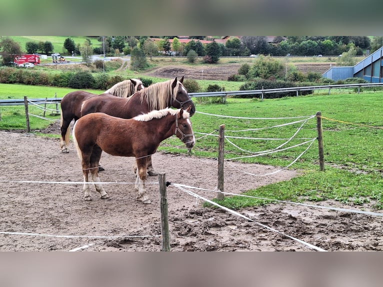 Sydtyska kallblod Sto Föl (04/2024) 165 cm Fux in Regen