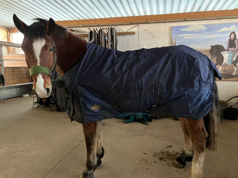 Sydtyska kallblod Valack 4 år 168 cm Brun in Stadlern