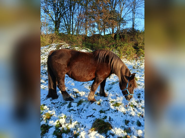 Szlezwicki koń zimnokrwisty Klacz 14 lat 153 cm Kasztanowata in Bunsoh