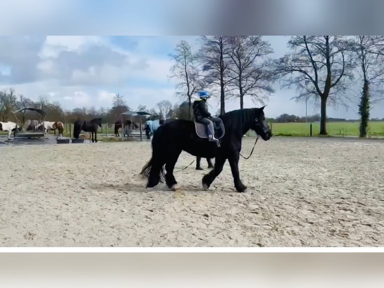 Szlezwicki koń zimnokrwisty Klacz 15 lat 165 cm Kara in Butjadingen