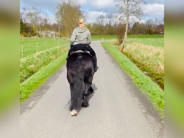 Szlezwicki koń zimnokrwisty Klacz 15 lat 165 cm Kara in Butjadingen