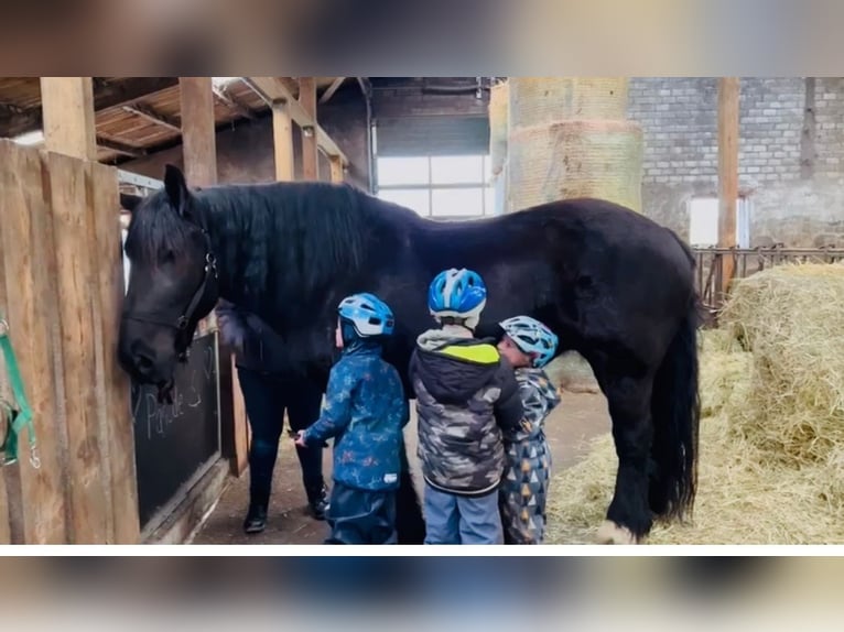 Szlezwicki koń zimnokrwisty Klacz 15 lat 165 cm Kara in Butjadingen