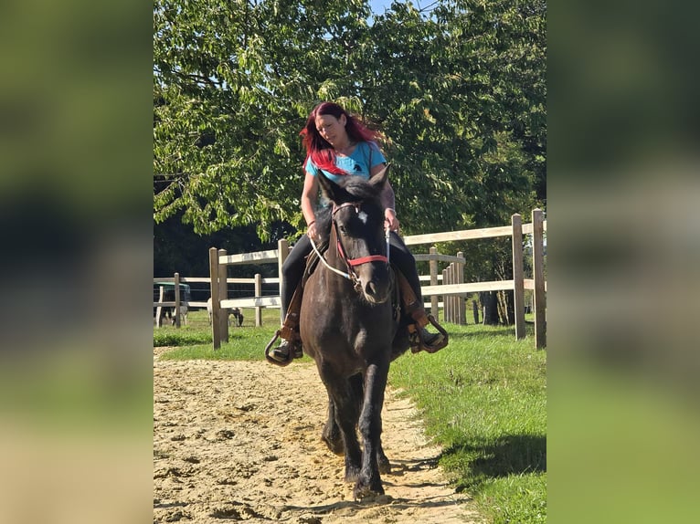 Szlezwicki koń zimnokrwisty Klacz 3 lat 156 cm Kara in Linkenbach
