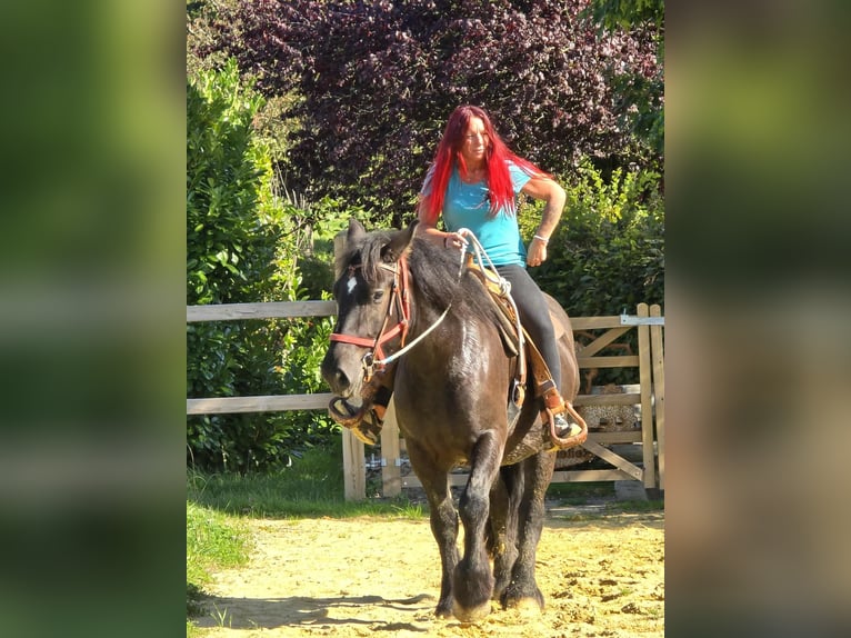 Szlezwicki koń zimnokrwisty Klacz 3 lat 156 cm Kara in Linkenbach