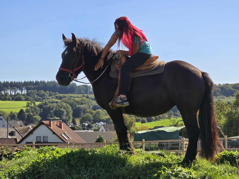 Szlezwicki koń zimnokrwisty Klacz 3 lat 156 cm Kara in Linkenbach
