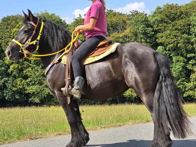 Szlezwicki koń zimnokrwisty Klacz 3 lat 156 cm Kara in Linkenbach