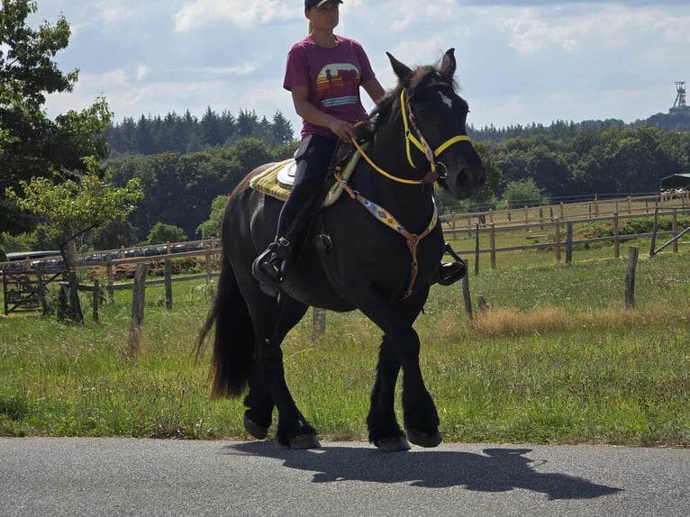 Szlezwicki koń zimnokrwisty Klacz 3 lat 156 cm Kara in Linkenbach