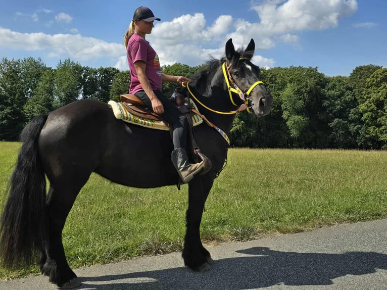 Szlezwicki koń zimnokrwisty Klacz 3 lat 156 cm Kara in Linkenbach