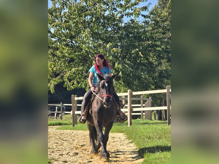 Szlezwicki koń zimnokrwisty Klacz 3 lat 156 cm Kara in Linkenbach