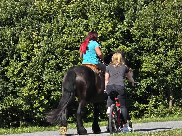 Szlezwicki koń zimnokrwisty Klacz 3 lat 156 cm Kara in Linkenbach