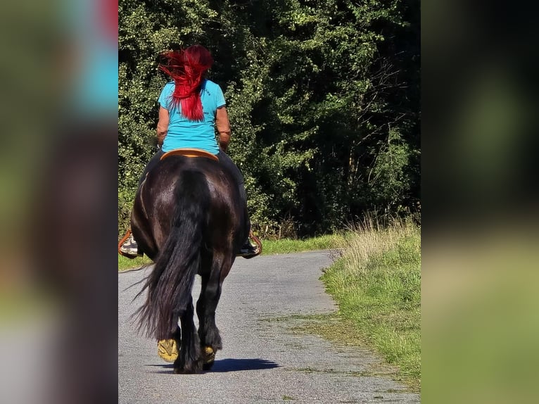 Szlezwicki koń zimnokrwisty Klacz 3 lat 156 cm Kara in Linkenbach