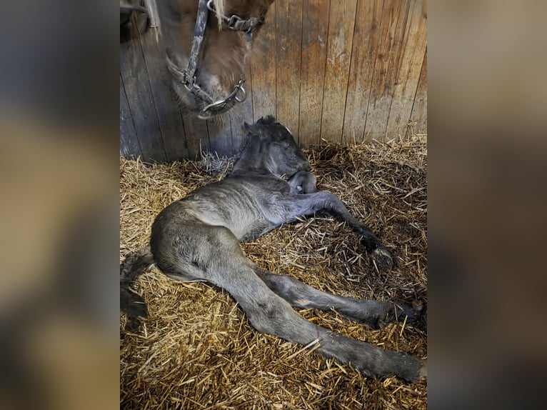Szlezwicki koń zimnokrwisty Ogier Źrebak (03/2026) Kara in Emmelsbüll Horsbüll