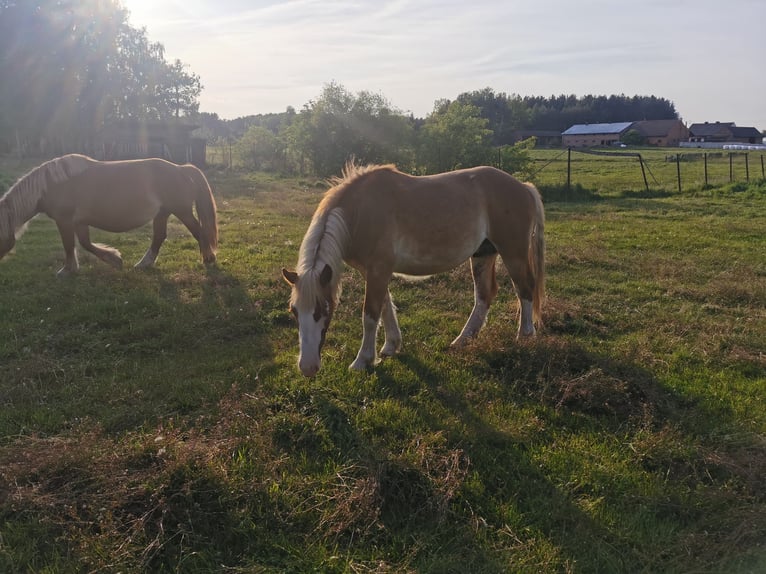 Sztumski Stallone 2 Anni 180 cm Sauro in &#x141;omnica