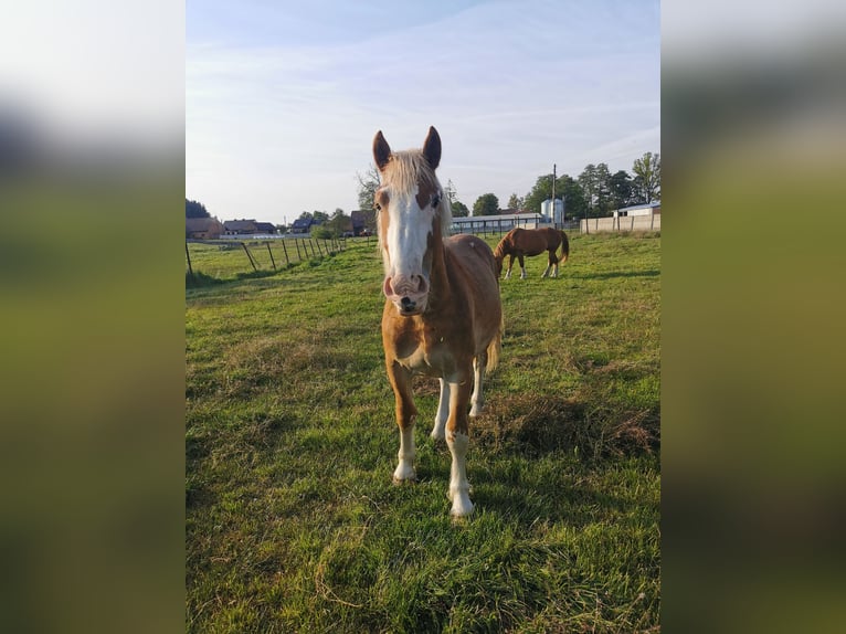 Sztumski Stallone 2 Anni 180 cm Sauro in &#x141;omnica