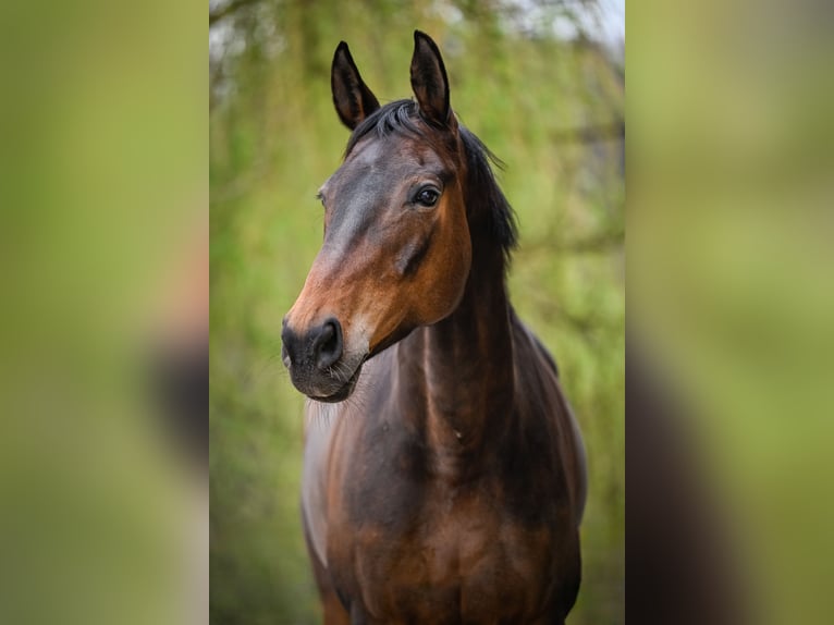 Szwajcarski koń sportowy Klacz 10 lat 162 cm Gniada in Bernhardzell