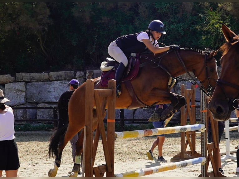Szwajcarski koń sportowy Klacz 10 lat 165 cm Bułana in Marbella